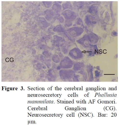 fisheriessciences-Cerebral-Ganglion