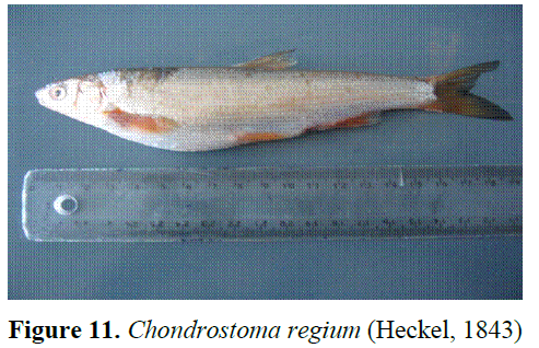 fisheriessciences-Chondrostoma