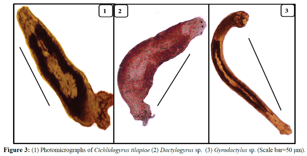 fisheriessciences-Cichlidogyrus-tilapiae