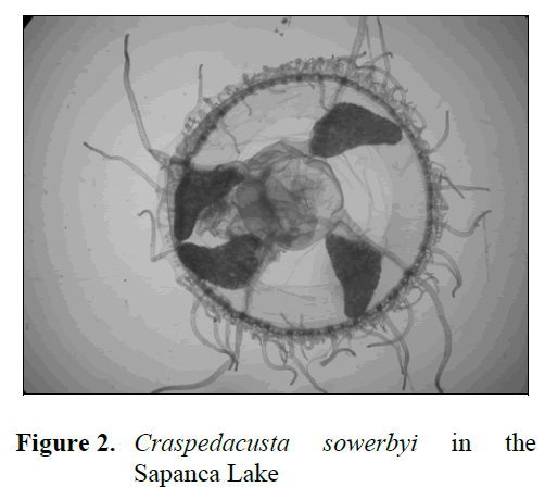 fisheriessciences-Craspedacusta-sowerbyi