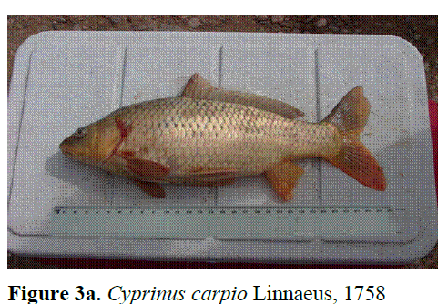 fisheriessciences-Oncorhynchus