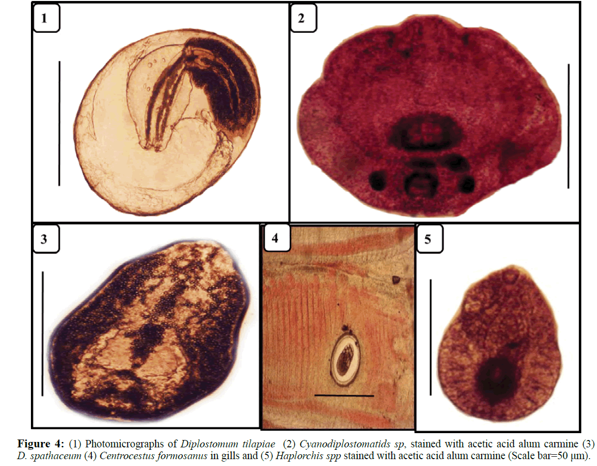 fisheriessciences-Diplostomum-tilapiae