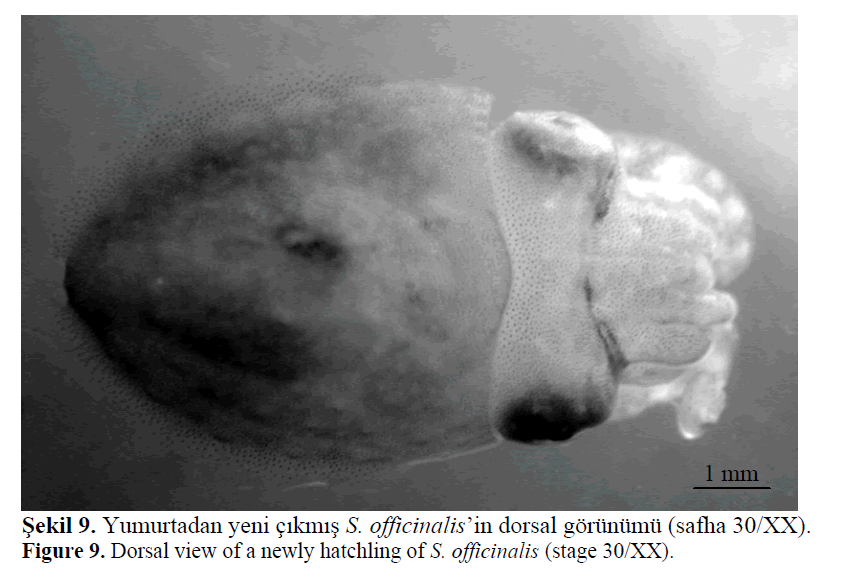 fisheriessciences-Dorsal-view