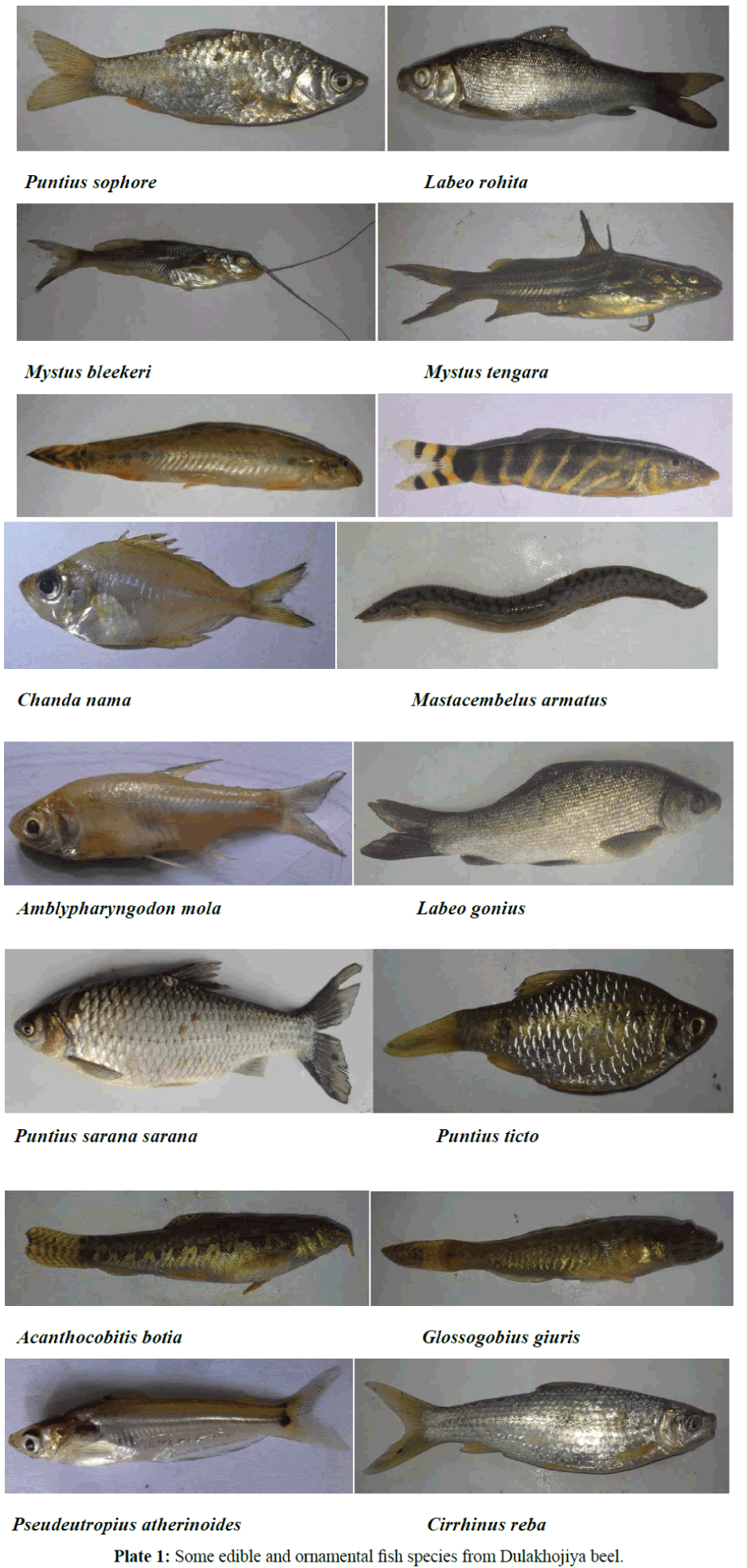 fisheriessciences-Dulakhojiya-beel