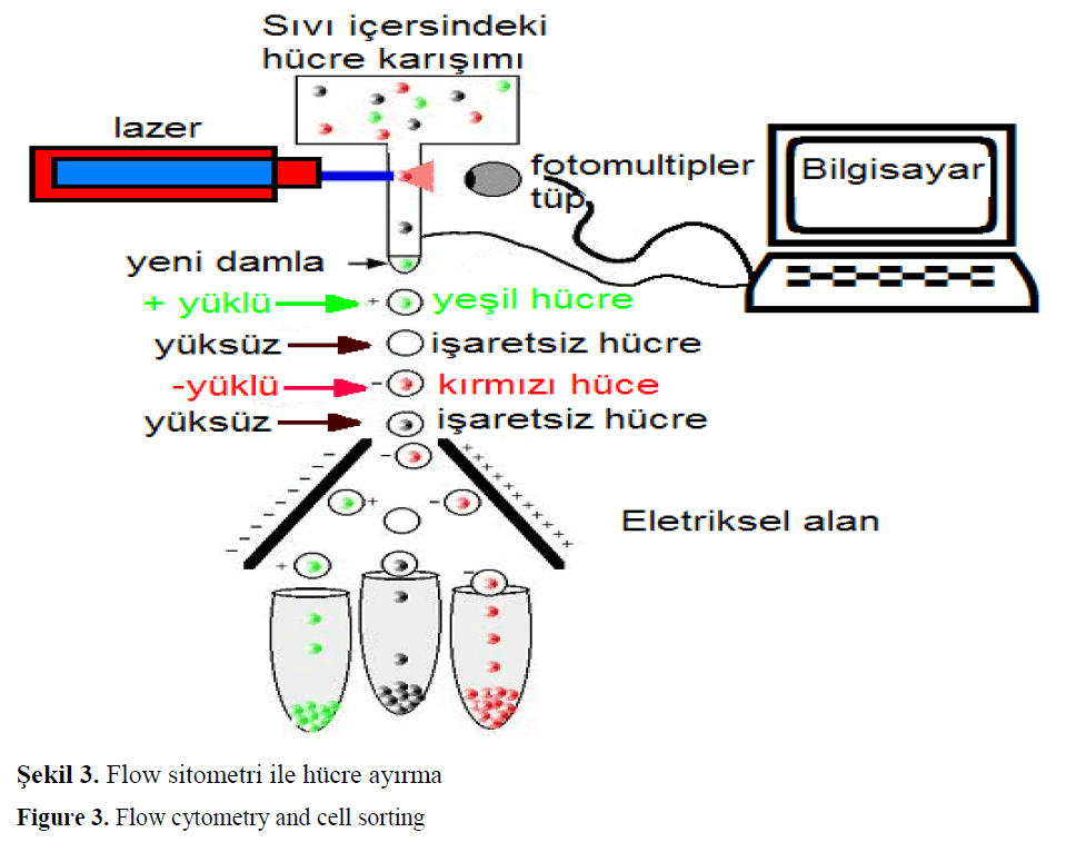 fisheriessciences-Flow-cytometry