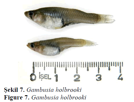 fisheriessciences-Gambusia-holbrooki