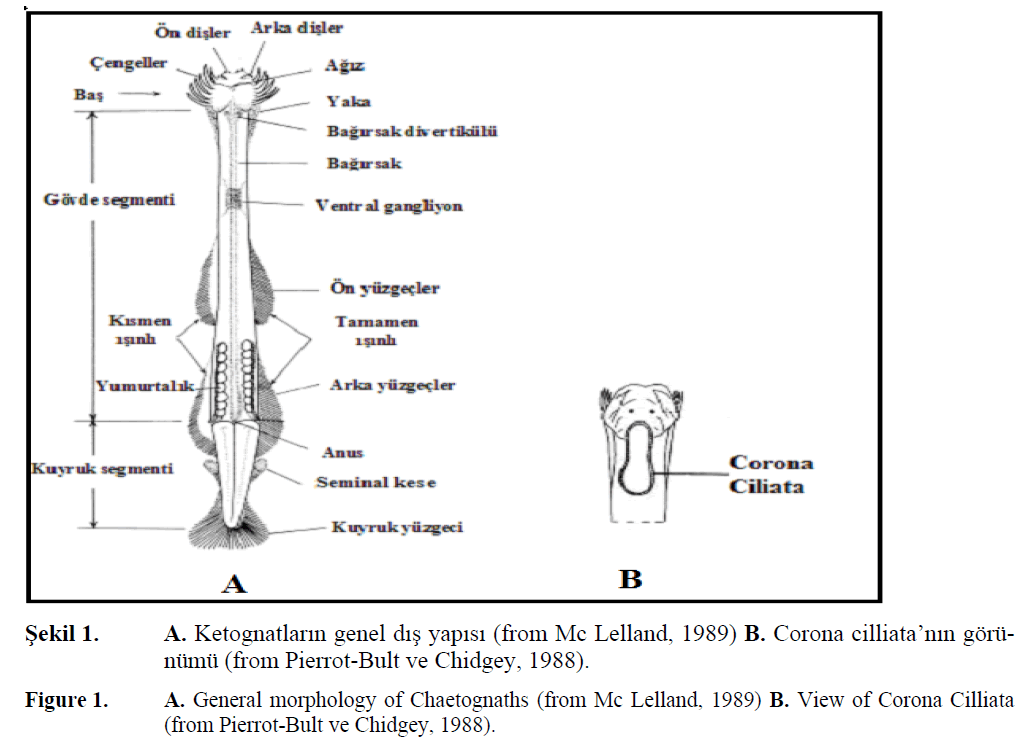 fisheriessciences-General-morphology