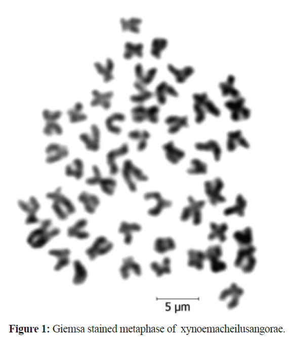 fisheriessciences-Giemsa-stained