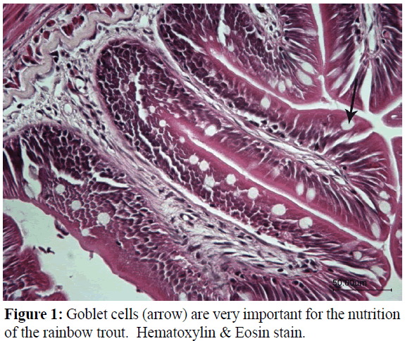 fisheriessciences-Goblet-cells