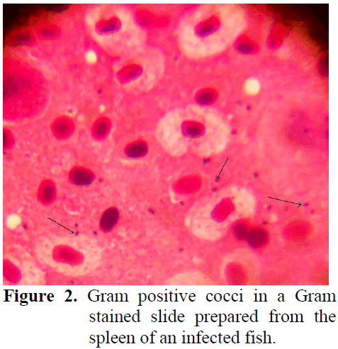 fisheriessciences-Gram-positive