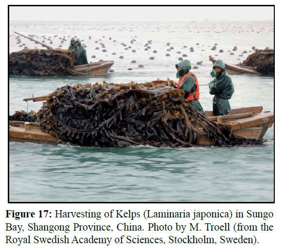 fisheriessciences-Harvesting-of-Kelps