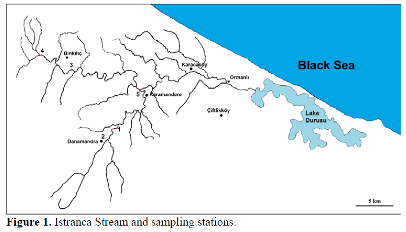 fisheriessciences-Istranca-Stream