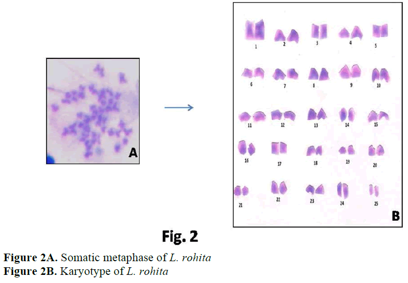 fisheriessciences-Karyotype