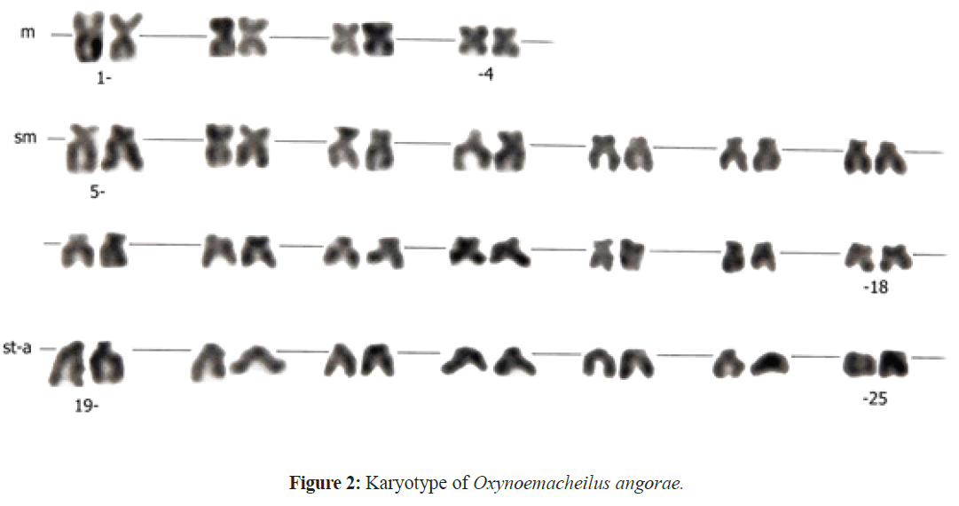 fisheriessciences-Karyotype