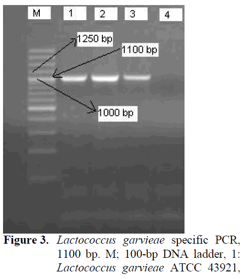 fisheriessciences-Lactococcus-garvieae