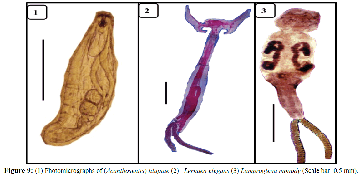 fisheriessciences-Lernaea-elegansr