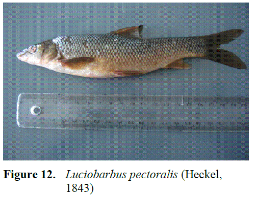 fisheriessciences-Luciobarbus