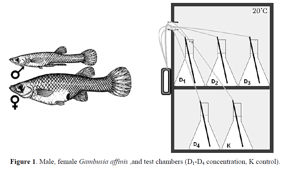 fisheriessciences-Male-female