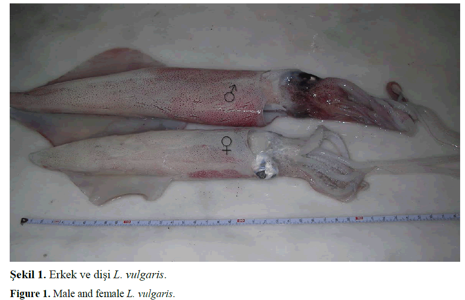 fisheriessciences-Male-female