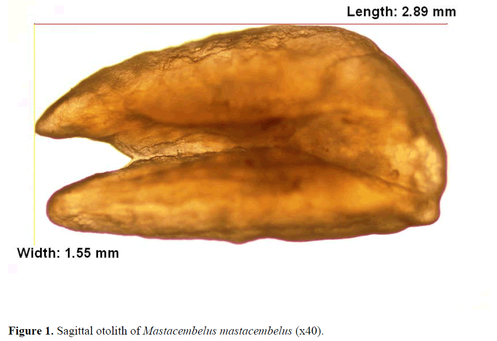 fisheriessciences-Mastacembelus-mastacembelus