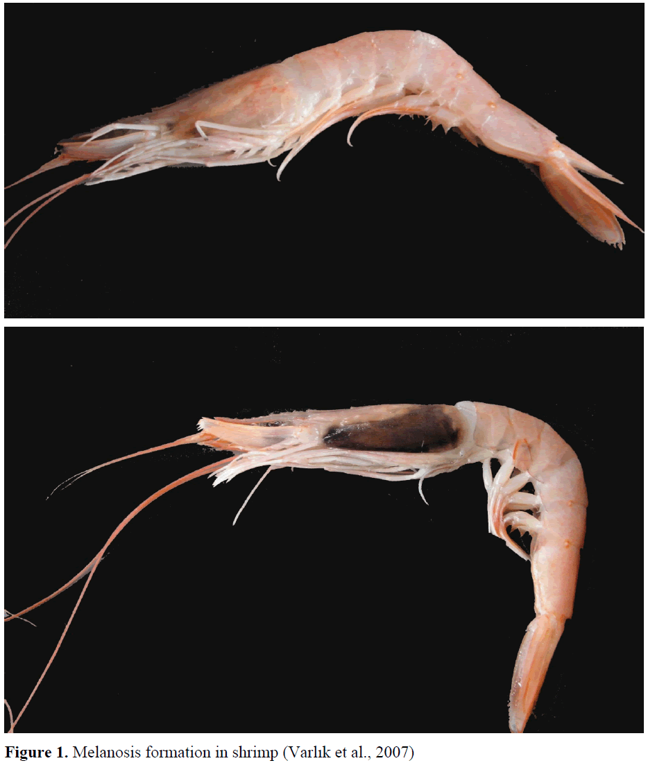 fisheriessciences-Melanosis-formation