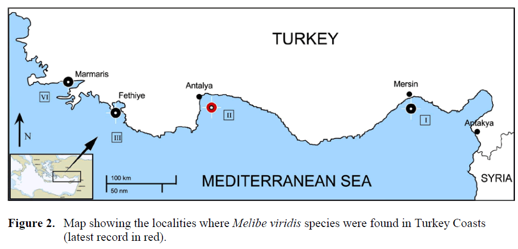 fisheriessciences-Melibe-viridis-species