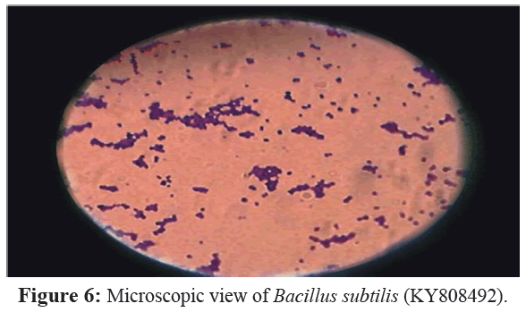 fisheriessciences-Microscopic-view