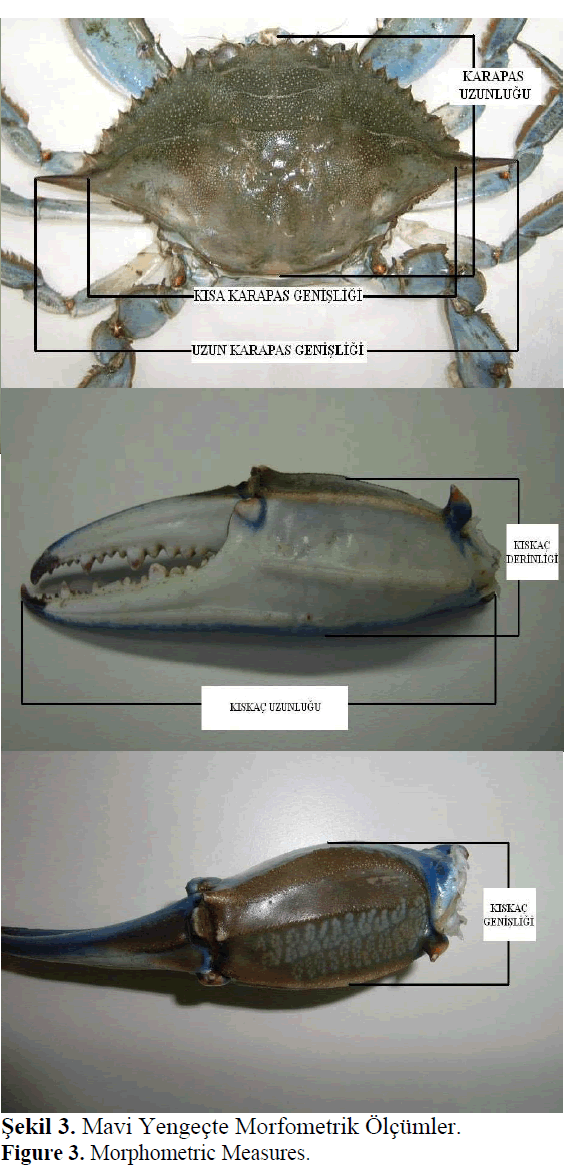 fisheriessciences-Morphometric-Measures