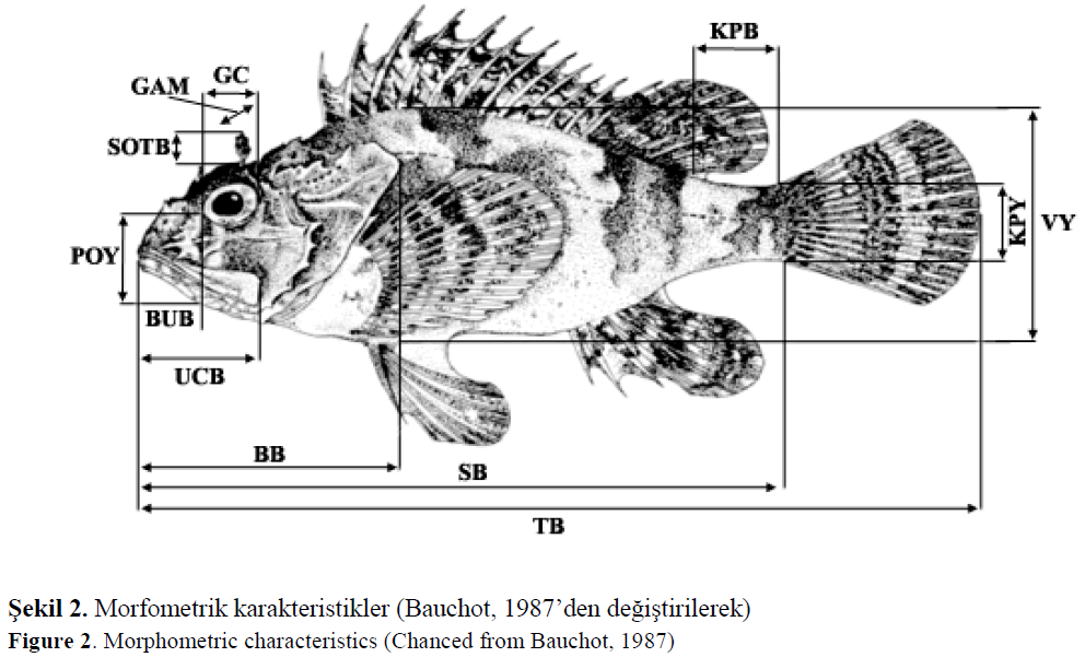 fisheriessciences-Morphometric-characteristics