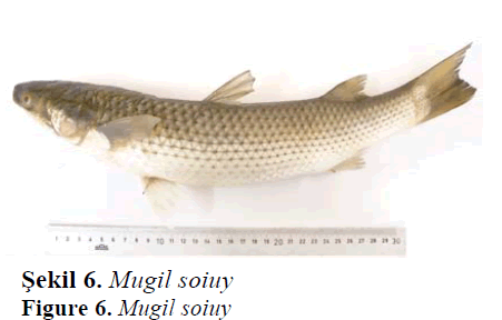 fisheriessciences-Mugil-soiuy