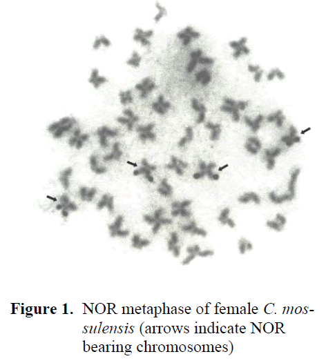 fisheriessciences-NOR-metaphase