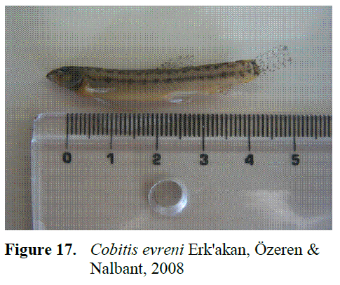 fisheriessciences-Nalbant