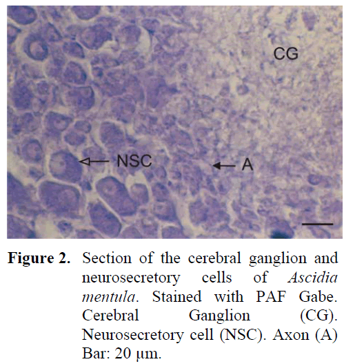fisheriessciences-Neurosecretory-cell