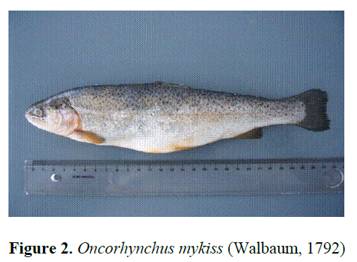 fisheriessciences-Oncorhynchus