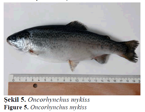 fisheriessciences-Oncorhynchus-mykiss