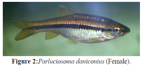 fisheriessciences-Parluciosoma-daniconius-Female