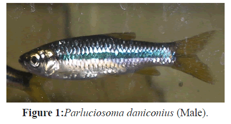 fisheriessciences-Parluciosoma-daniconius-Male