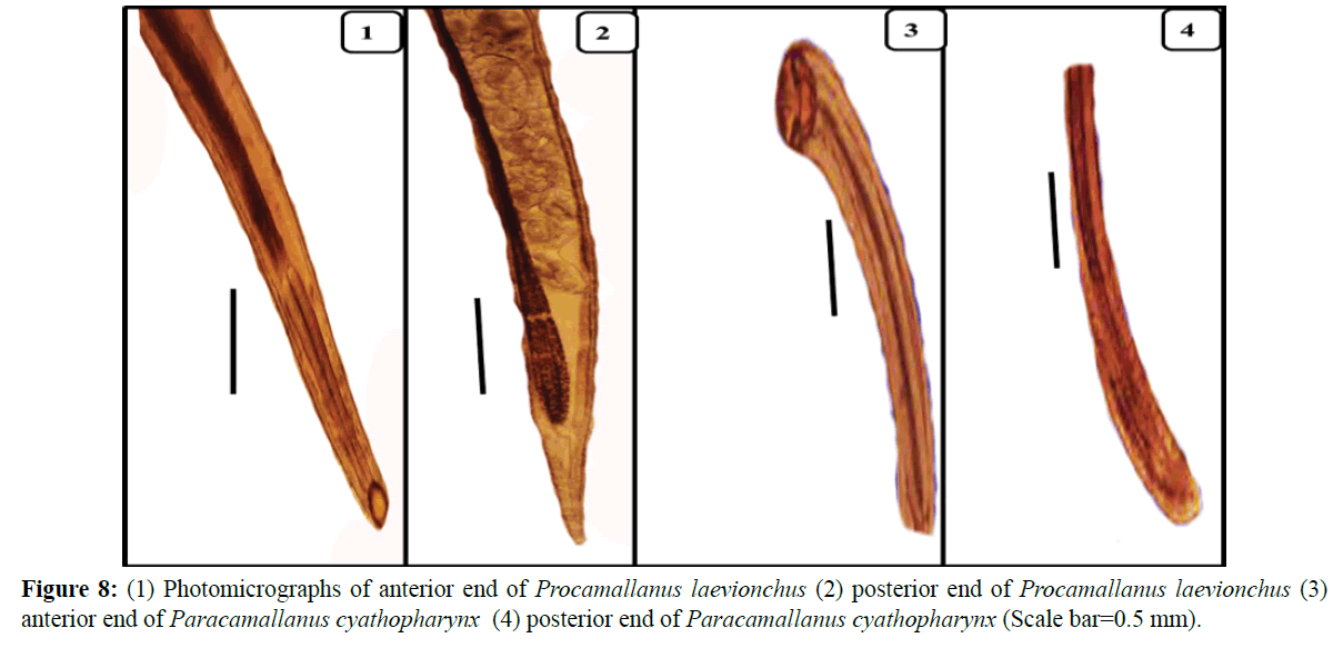 fisheriessciences-Photomicrographs-anterior