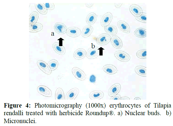 fisheriessciences-Photomicrography-erythrocytes