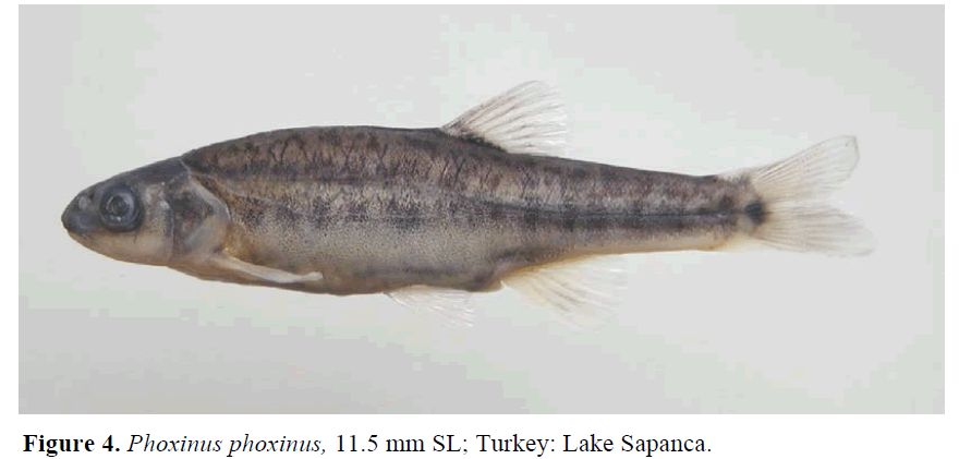 fisheriessciences-Phoxinus-phoxinus