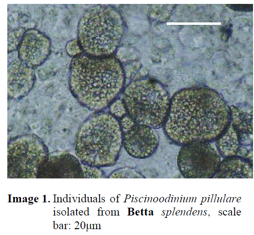 fisheriessciences-Piscinoodinium-pillulare