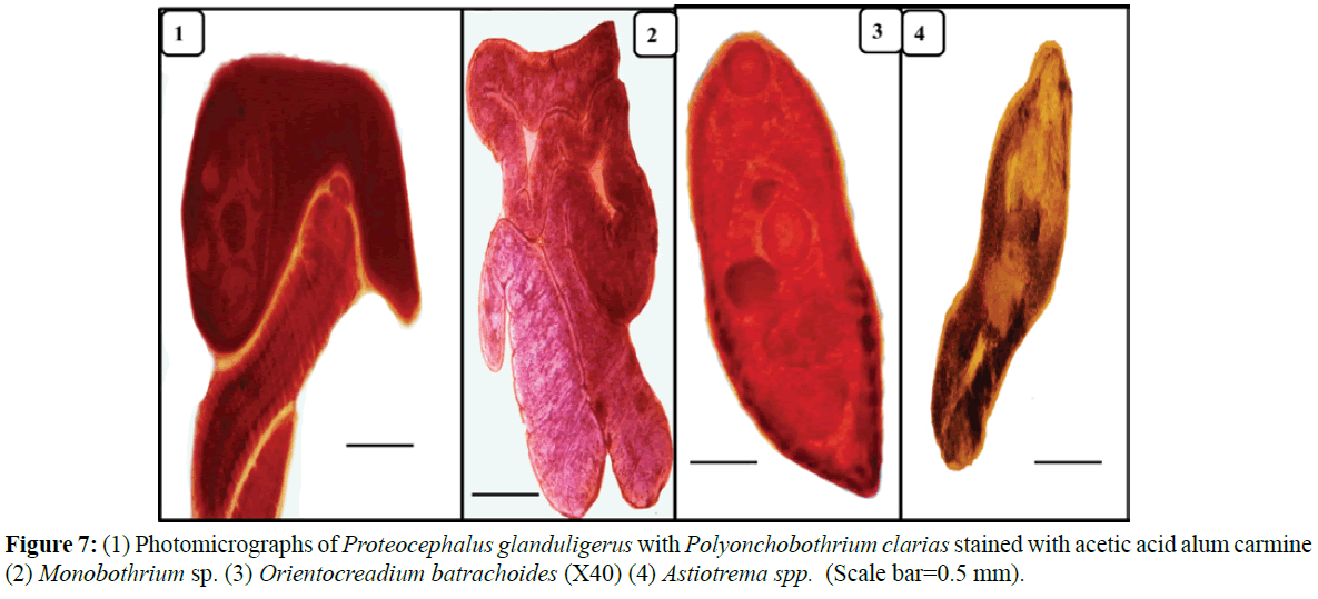 fisheriessciences-Proteocephalus-glanduligerus