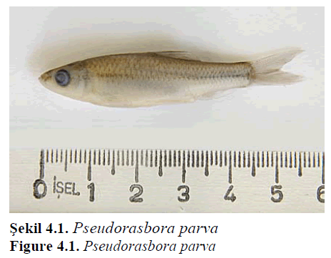fisheriessciences-Pseudorasbora-parva