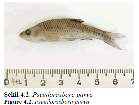 fisheriessciences-Pseudorasbora-parva