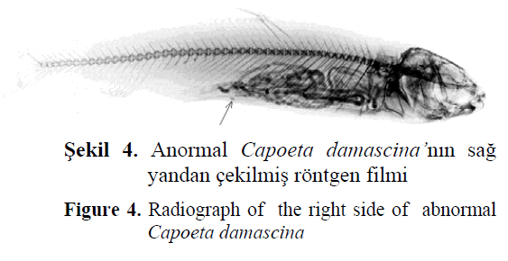 fisheriessciences-Radiograph