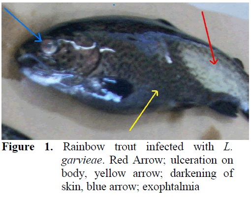 fisheriessciences-Rainbow-trout