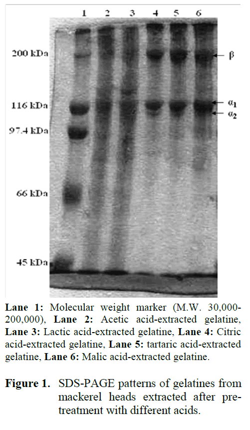 fisheriessciences-SDS-PAGE