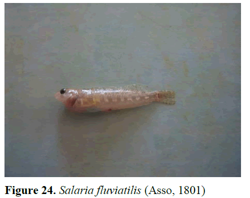 fisheriessciences-Salaria