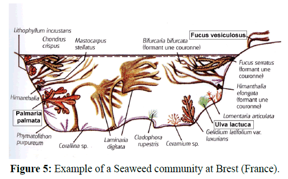fisheriessciences-Seaweed-community