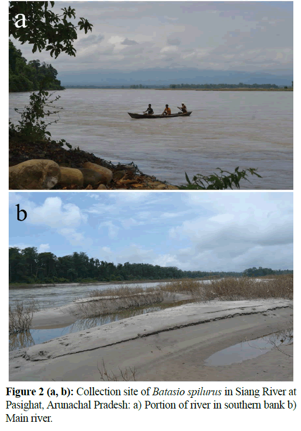 fisheriessciences-Siang-River